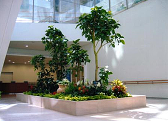 Atrium of a building featuring an island of plants