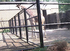Giraffes behind a fence in an old-style zoo.