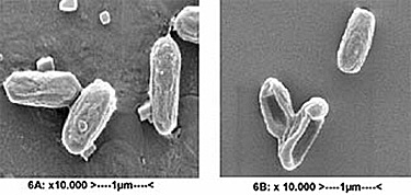 Two examples of untreated and treated Bacillus Subtilis spores