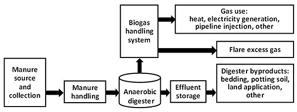 Illustration that shows the stages of the anaerobic digestion process, starting with the manure source and collection, then manure handling, and into the anaerobic digester. From there, the waste moves into the effluent storage and turns into digester byproducts such as bedding and potting soil, and for land application use. Also, after the manure goes into the anaerobic digester, it moves into the biogas handling system, where it is converted into either flare excess gas or other types of gas to be used for heat, electricity generation, and pipeline injection.