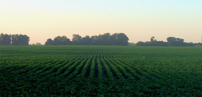 soybean field