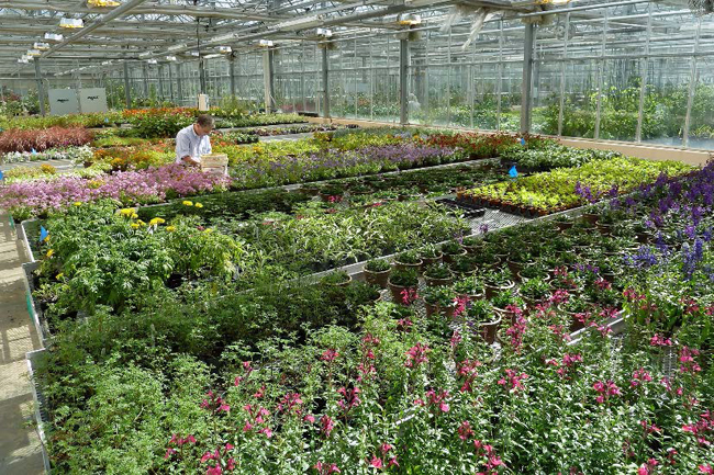 Man attending plants in a greenhouse at Phipps Conservatory