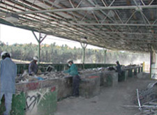 Workers standing along the C&D pick line