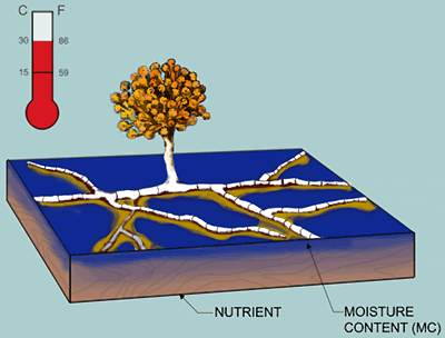 Illustration of environment needed for mold to grow