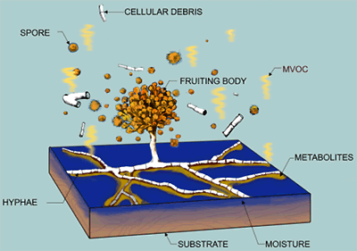 Illustration of microbiological growth of mold