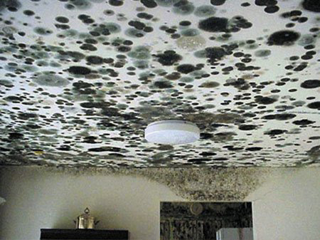 extensive mold contamination of ceiling and walls