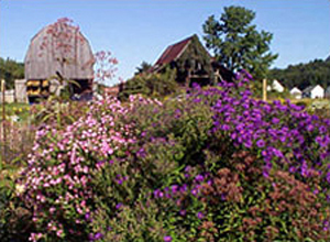 Photo of native plants thriving in dry conditions