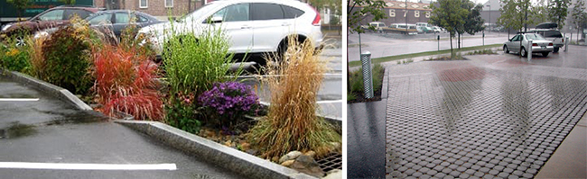 two side-by-side images: right, native plants featured on this parking lot site and left, parking lot with permeable pavers