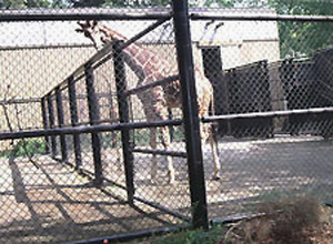 Giraffes behind a fence in an old-style zoo.