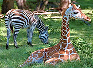 Giraffes in a natural habitat of the new-style zoo.