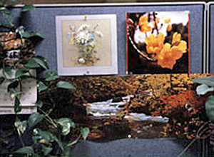 A cubicle wall with nature-themed pictures pinned up.