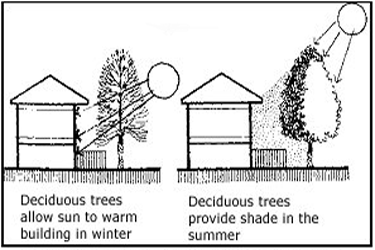 line drawing showing a house with deciduous trees allowing sun in winter and providing shade in summer